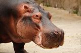 Hippopotamus closeup