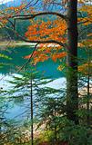 Autumn tree and Synevir lake