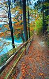Autumn tree and Synevir lake