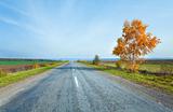 Autumn road and yellow birch
