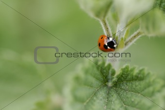 One ladybird climbing a nettle stem.