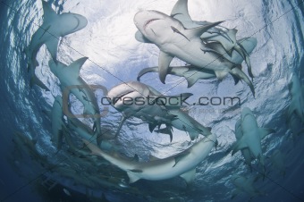 Circling sharks