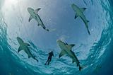 Flight of the lemon sharks