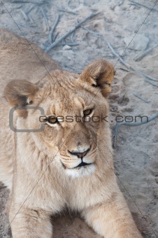 Peaceful Lioness