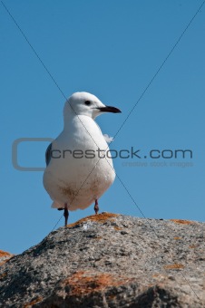 Peeping seagull