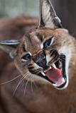 Laughing Caracal