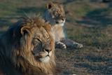 Lion's pride