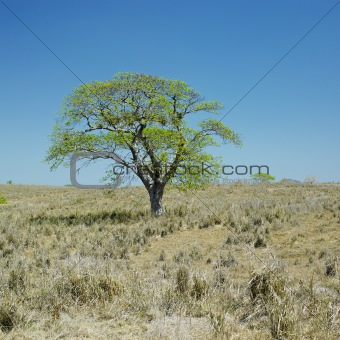 lonely tree, Camaguey Province, Cuba