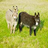 donkeys, County Donegal, Ireland