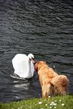 Swan and Dog