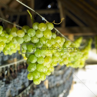 grapes drying for straw wine, Biza Winery, Cejkovice, Czech Republic