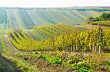 vineyards in Cejkovice region, Czech Republic