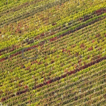 vineyards in Velke Bilovice region, Czech Republic