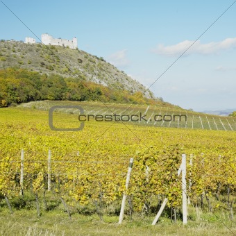 ruins of Devicky castle with vineyard, Czech Republic