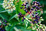 Black Elder berries