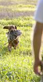 hunting dog with a catch