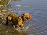 hunting dog in pond