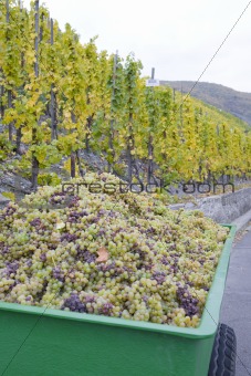 wine harvest, vineyard near Bernkastel, Rheinland Pfalz, Germany