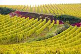 vineyards near Johannisberg Palace, Hessen, Germany