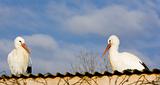 storks breeding (Centre de Réintroduction des Cigognes), Hunawihr, Alsace, France