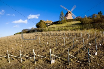 windmill and vineyard near Verzenay, Champagne Region, Burgundy, France