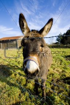 donkey, Champagne, France