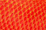 Texture of red fish skin