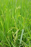 green paddy rice