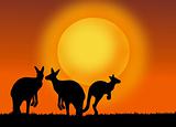 kangaroos on the sunset