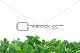 Green vegetable border 