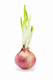 Onion bulb growing