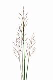 Tropical grass seed stalks