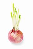 Onion bulb growing with shoots 