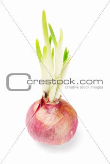 Onion bulb growing with shoots 