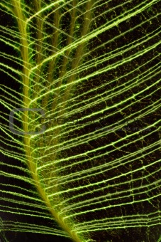 Green leaf veins abstract