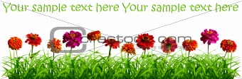 Beautiful colorful meadow with zinnias and grass. Isolated on wh
