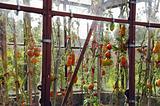 Tomatoes in glass greenhouse.