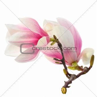 magnolia  flower