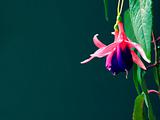 Fuchsia flowers on blue-green background. It is theme of nature.