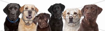six Labrador dogs in a row