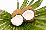  coconuts 