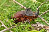 rhinoceros beetle 