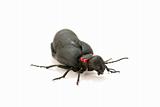 ant beetle