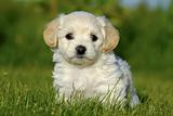 Bichon Havanais puppy dog