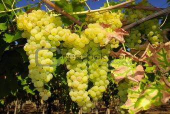 Vineyards and grapes