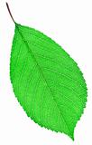 Green leaf close-up