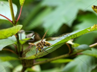 This is hornet on leaf. It is theme of nature.