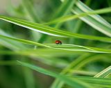 It is Ladybug running along the green grass. This is theme of nature.