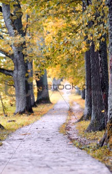 Beautiful autumn nature landscape in yellow park