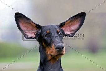 Black dog flying ears